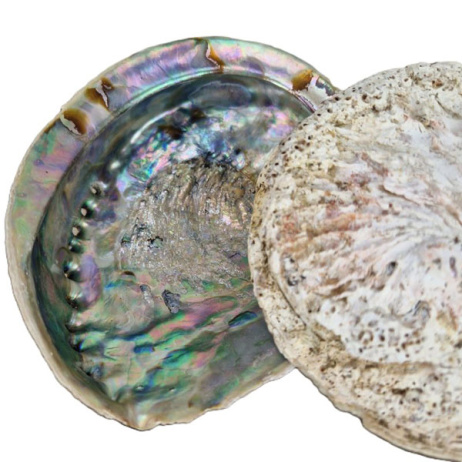 Abalone-Muschel XL 2 Stück