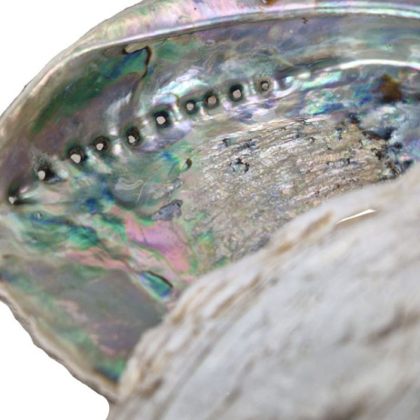 Abalone-Muschel XL 2 Stück