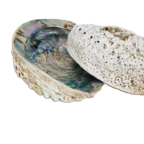 Abalone schelp XL 2stuks