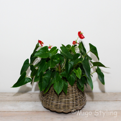 Plantenmand bol klein model grey rotan 